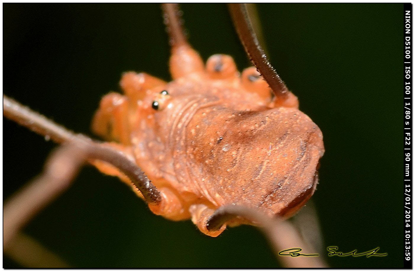 Opilio cf. transversalis